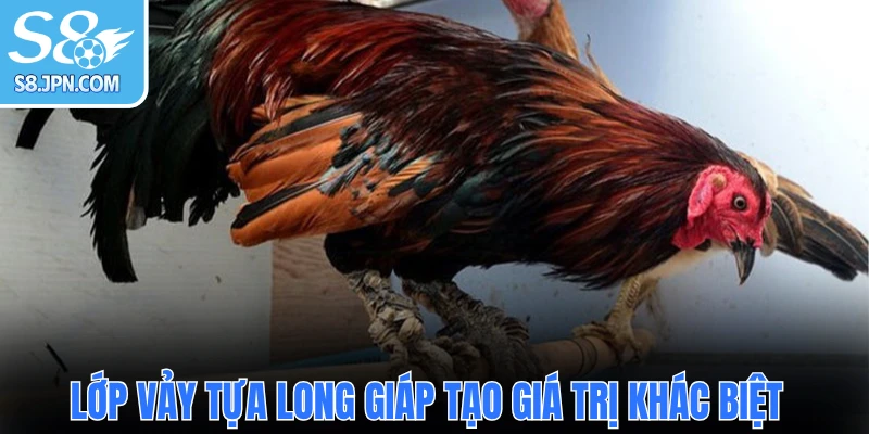 Lớp vảy tựa long giáp tạo giá trị khác biệt 