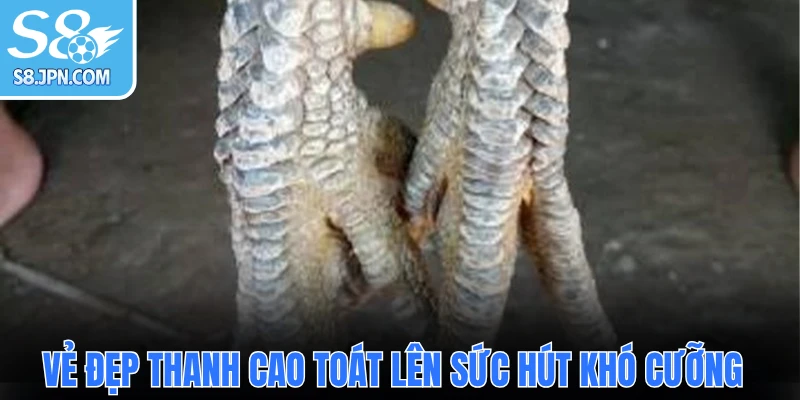 Vẻ đẹp thanh cao toát lên sức hút khó cưỡng 